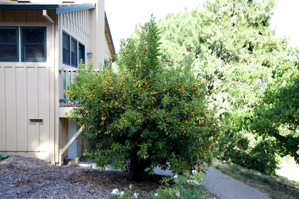 Orangenbaum Kumquat im Freiland