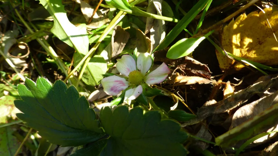 Wood Mara aardbeibloem