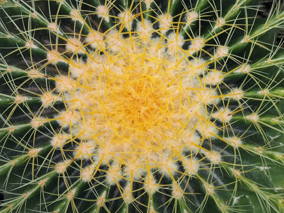 Spine nella parte superiore di una Kroenleinia grusonii