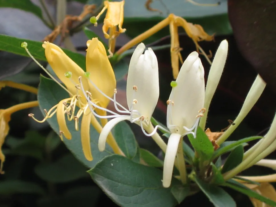 Fiori bianco-gialli Caprifoglio giapponese Lonicera japonica