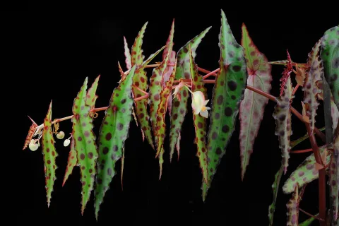 Begonia amphioxus folhagem verde e vermelha