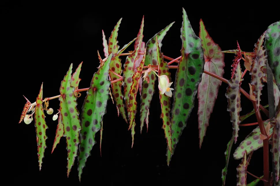 Begonia amphioxus follaje verde y rojo