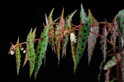 Begonia amphioxus follaje verde y rojo