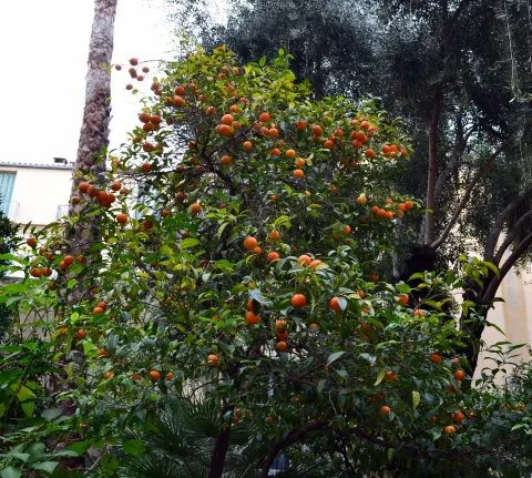 Der Clementinenbaum ist ein Baum mit dunkelgrünen Blättern und orangefarbenen Früchten
