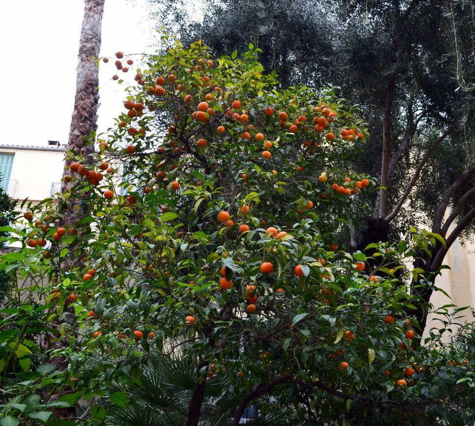 Klementintræet har mørkegrønt løv og orange frugter