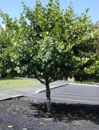 Clusia rosea en el suelo