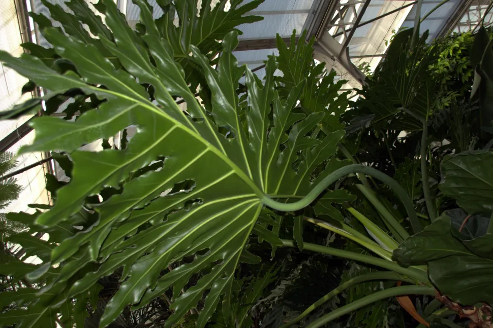 Gelapptes Blatt Philodendron bipinnatifidum