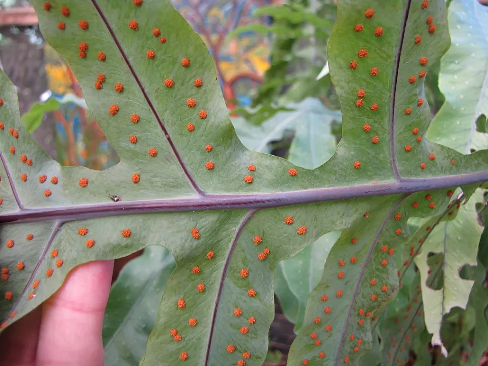 Sporangia van de gouden poliepod