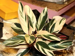 Stromanthe triostar in un vaso