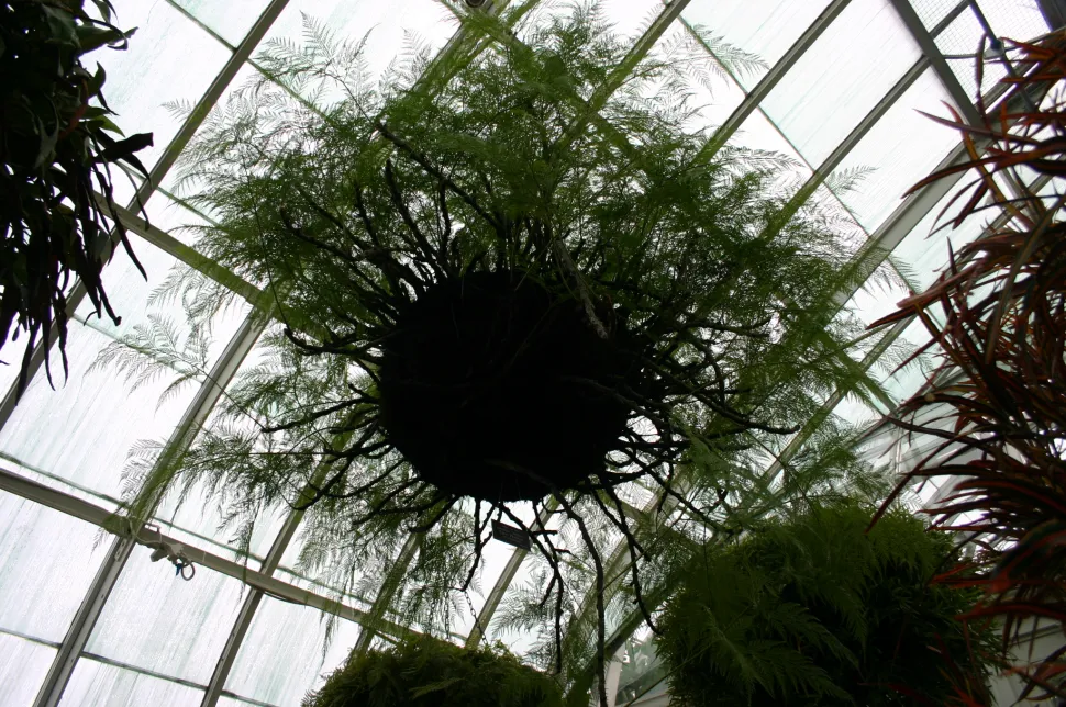 Davallia fejeensis in sospensione