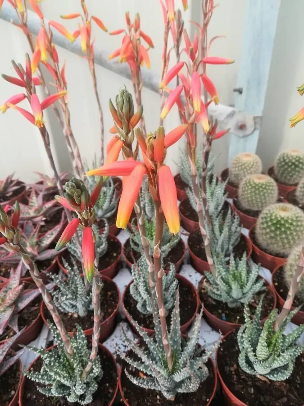 Aloe aristata en fleurs