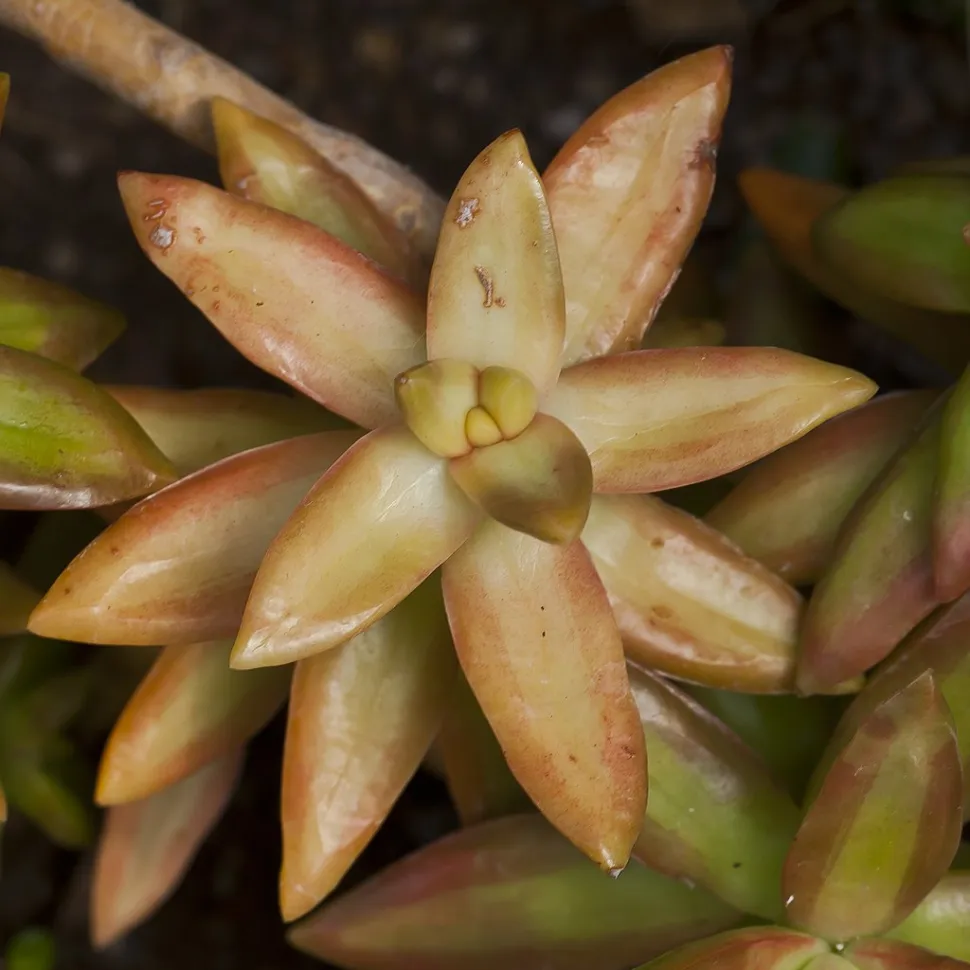 Roset af blade fra Sedum nussbaumerianum