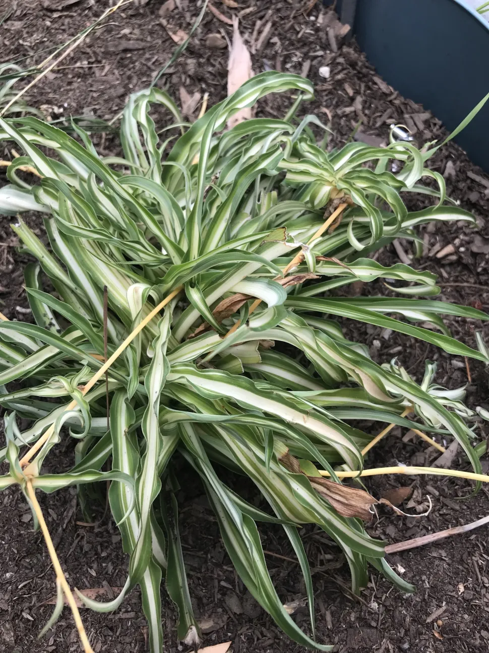 Bonnie spinplant