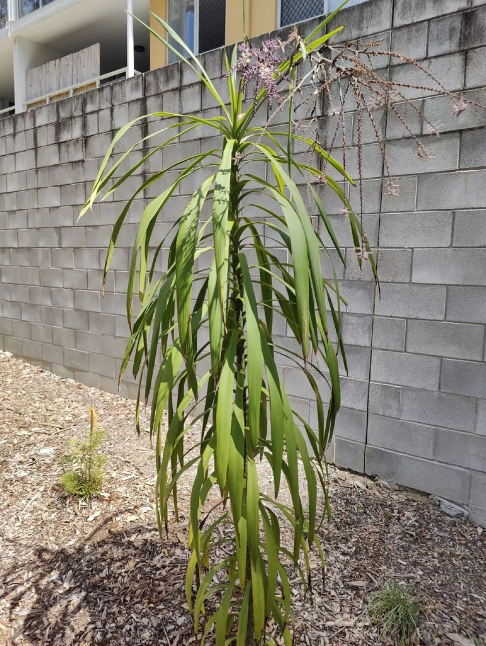 Coryline stricta en el suelo