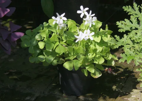 Oxalis grünes Laub weiße Blätter