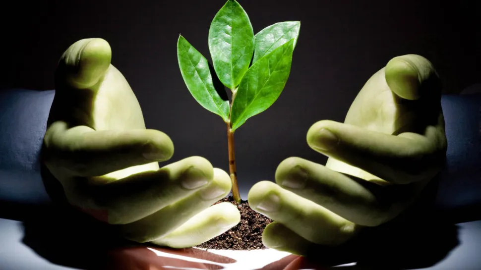 Plant between 2 hands
