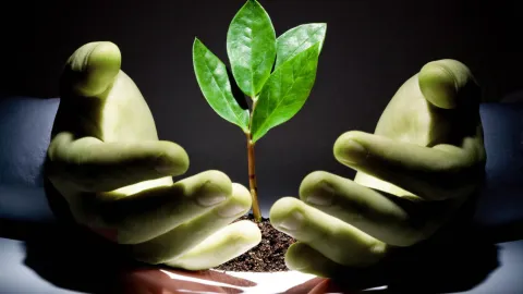 Planta em 2 mãos