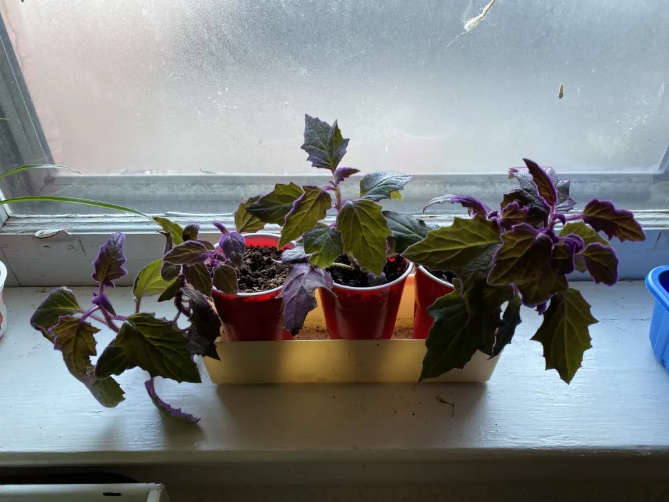 Gynura Purple Passion im Topf