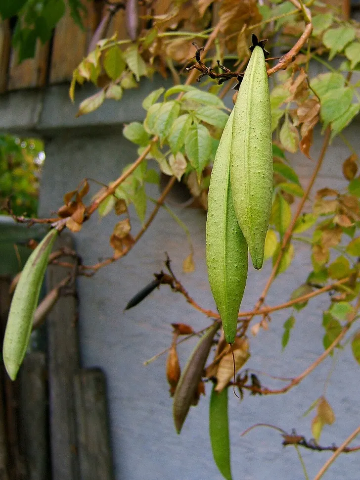 Bignone fruit Campsis x tagliabuana
