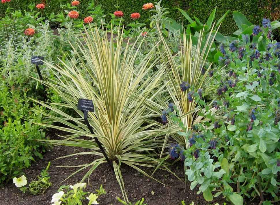 Cordyline australis Torbay Dazzler en un parterre