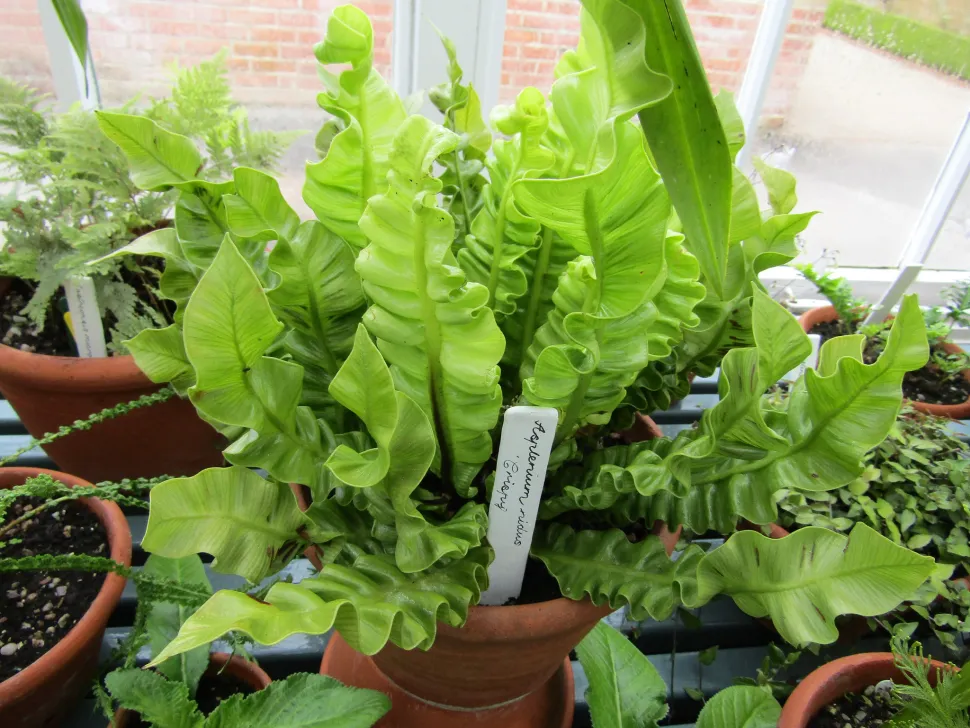 Crispy wave bird's nest fern in pot