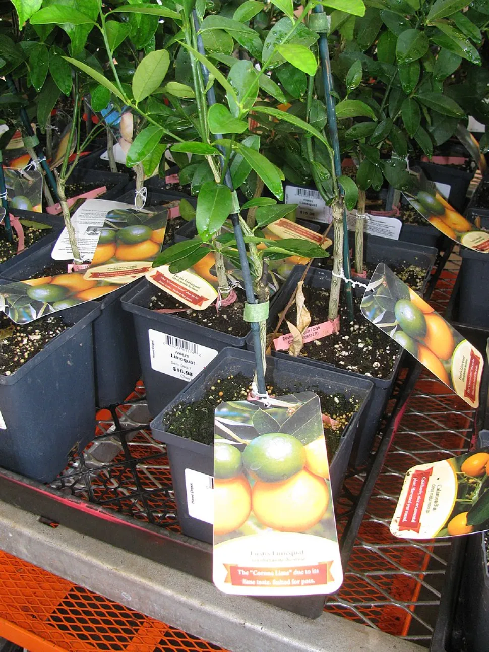 Ung Citrus floridana i en potte
