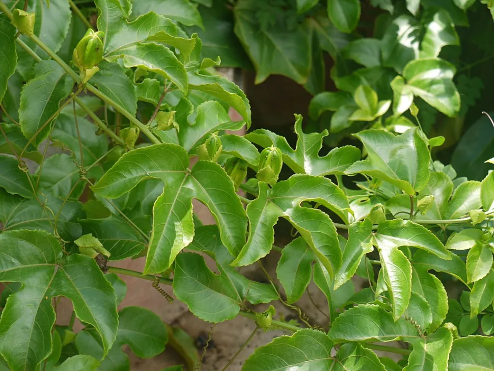 Folhas de palmeira Passiflora edulis
