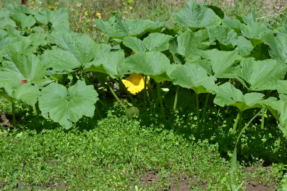 Feuillage vert courge Butternut Waltham