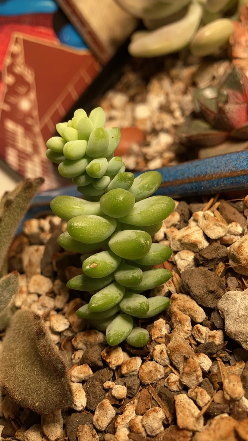 Junger Trieb von Sedum burrito