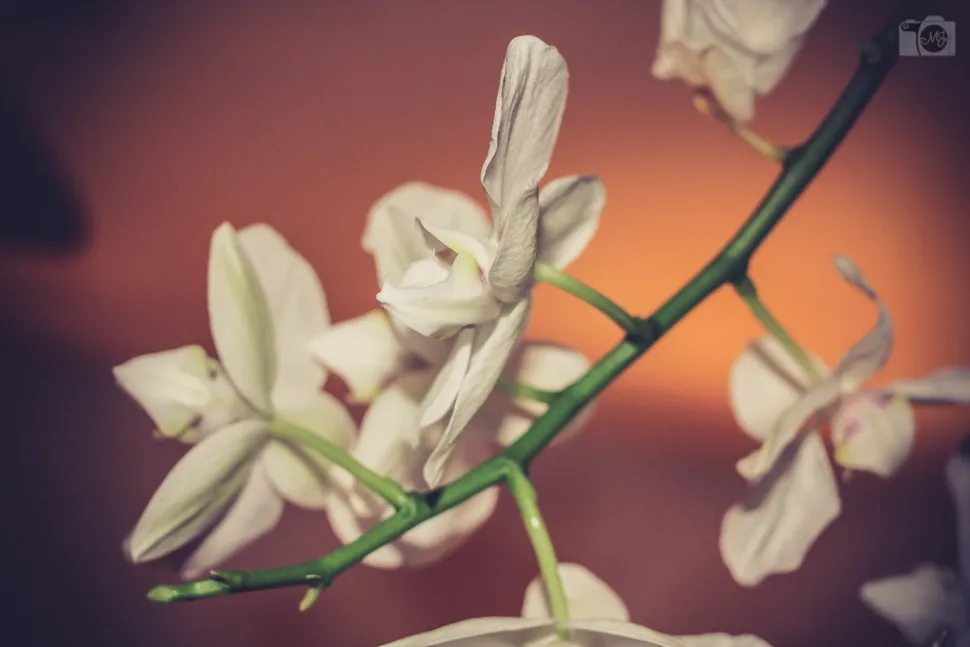 Espiga de flor de orquídea blanca