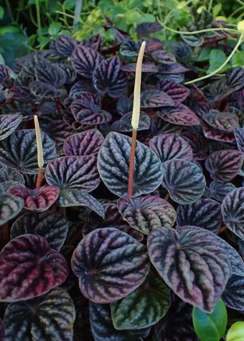 Peperomia caperata