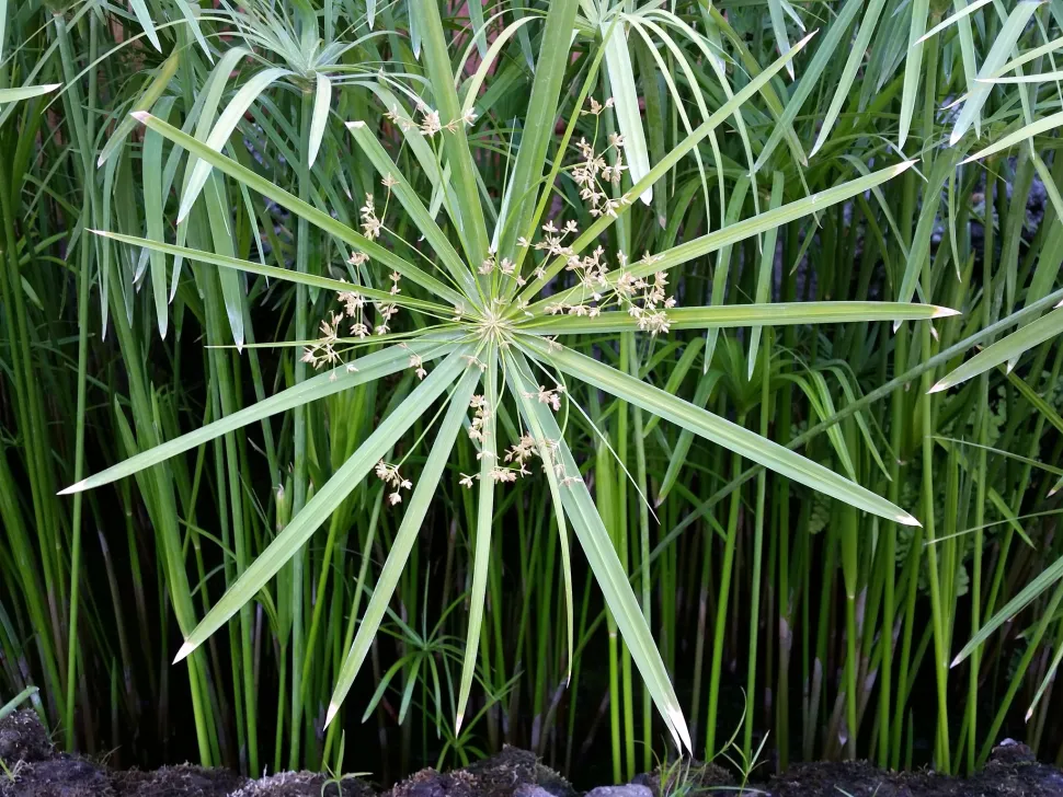 Papiro in fiore