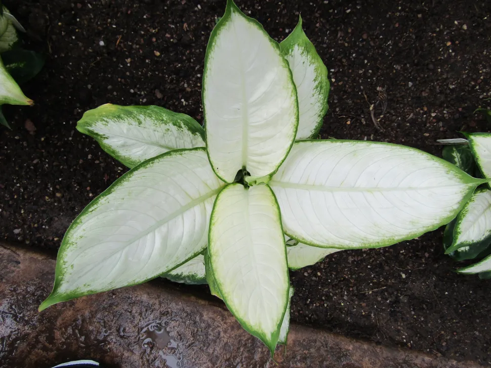 Dieffenbachia Camilla in vaso