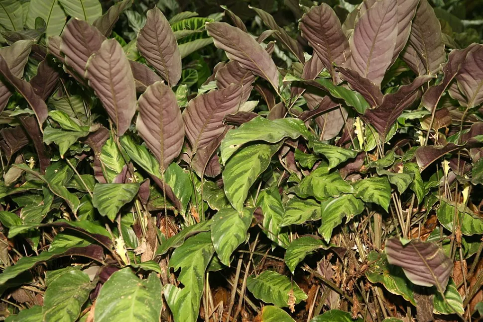 Verso púrpura das folhas de Calathea Louisae