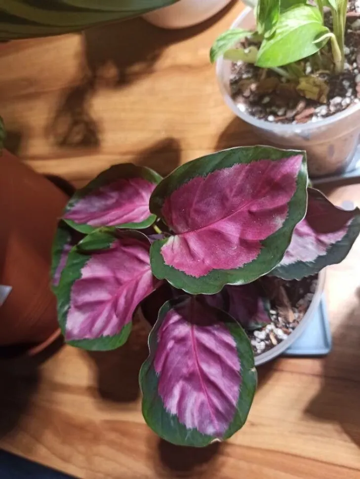 Calathea 'Purple Rose' verte et rose
