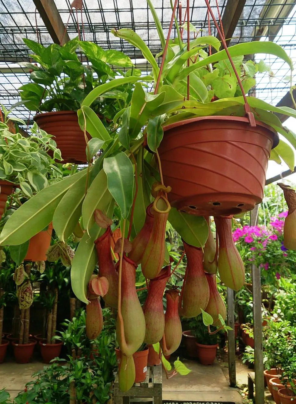 Nepenthes ventrata in suspensie