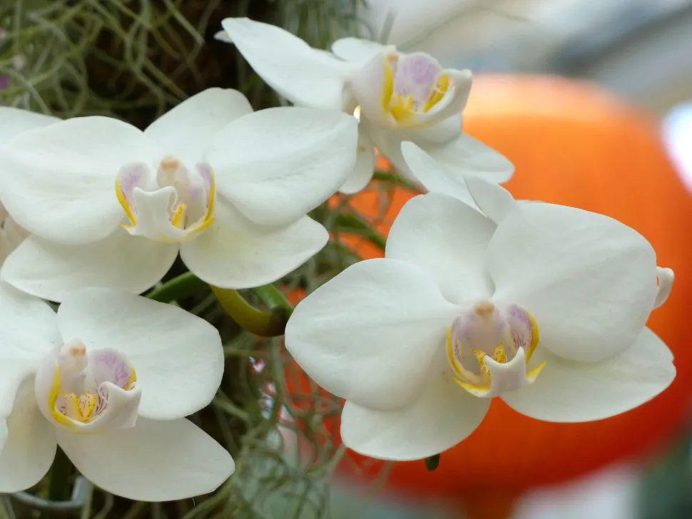Orquídea, grandes flores blancas con corazones amarillos y morados