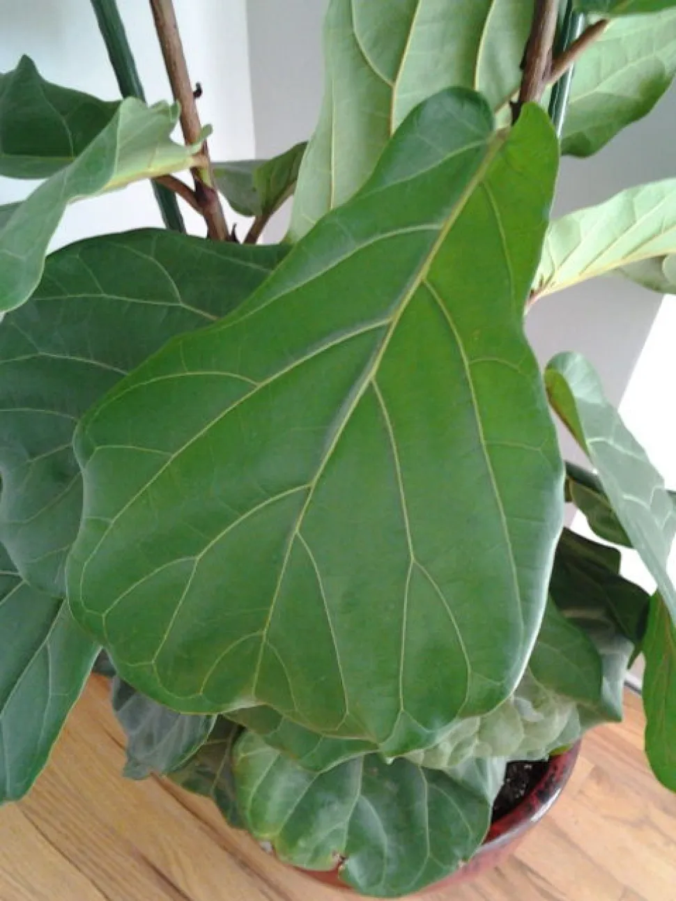 Blatt des Ficus lyrata