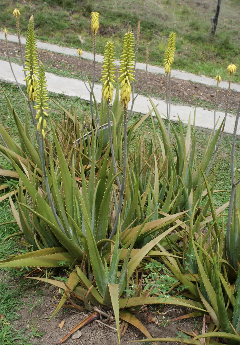 Aloe vera-Blüte