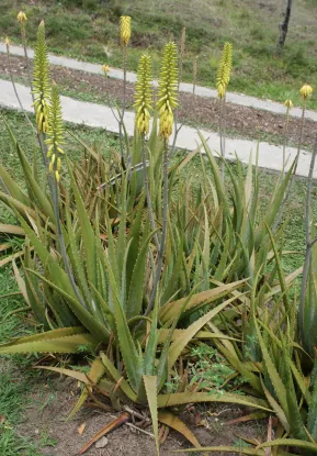 Suculentas que gostam de sol: espécies ideais para sol pleno e como cultivar 5 Image