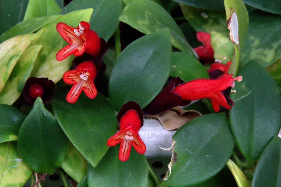 Flores rojas Aeschynanthus pulcher Mona Lisa