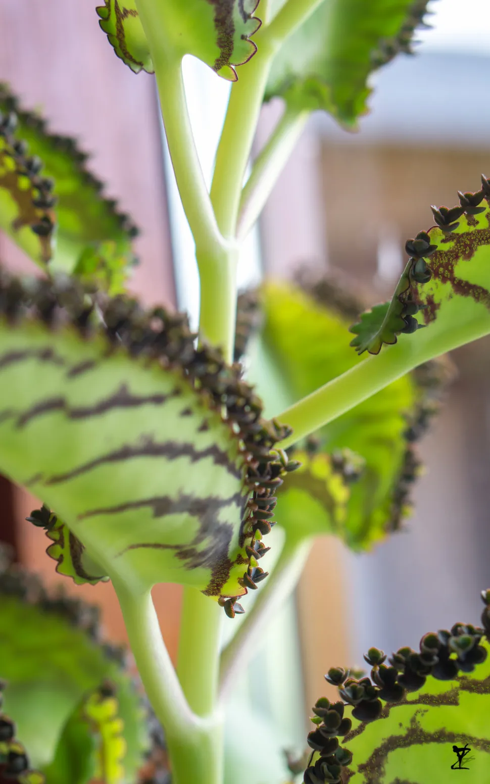 Primer plano de propágulos de Kalanchoe de Daigremont