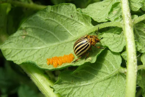 Black and yellow Colorado beetle with orange eggs