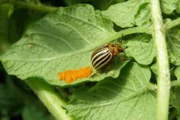 Sort og gul coloradobille med orange ĂŠg