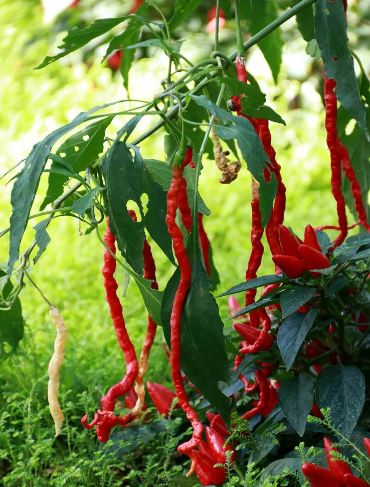 Rote Chilischote