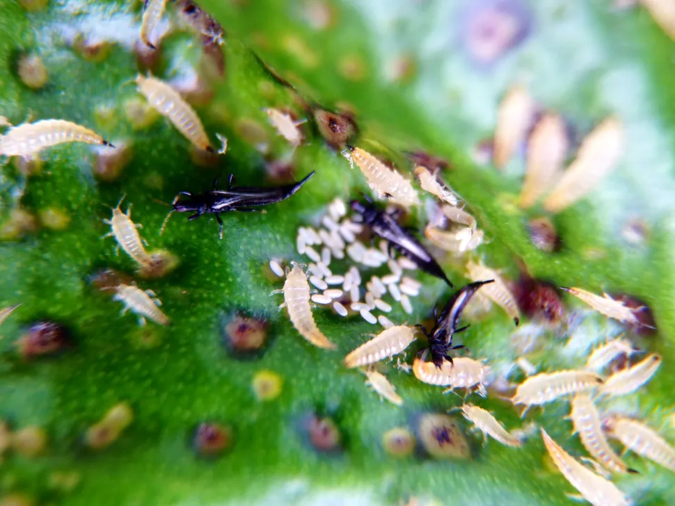 Thysanoptera in verschiedenen Stadien ihrer Entwicklung.