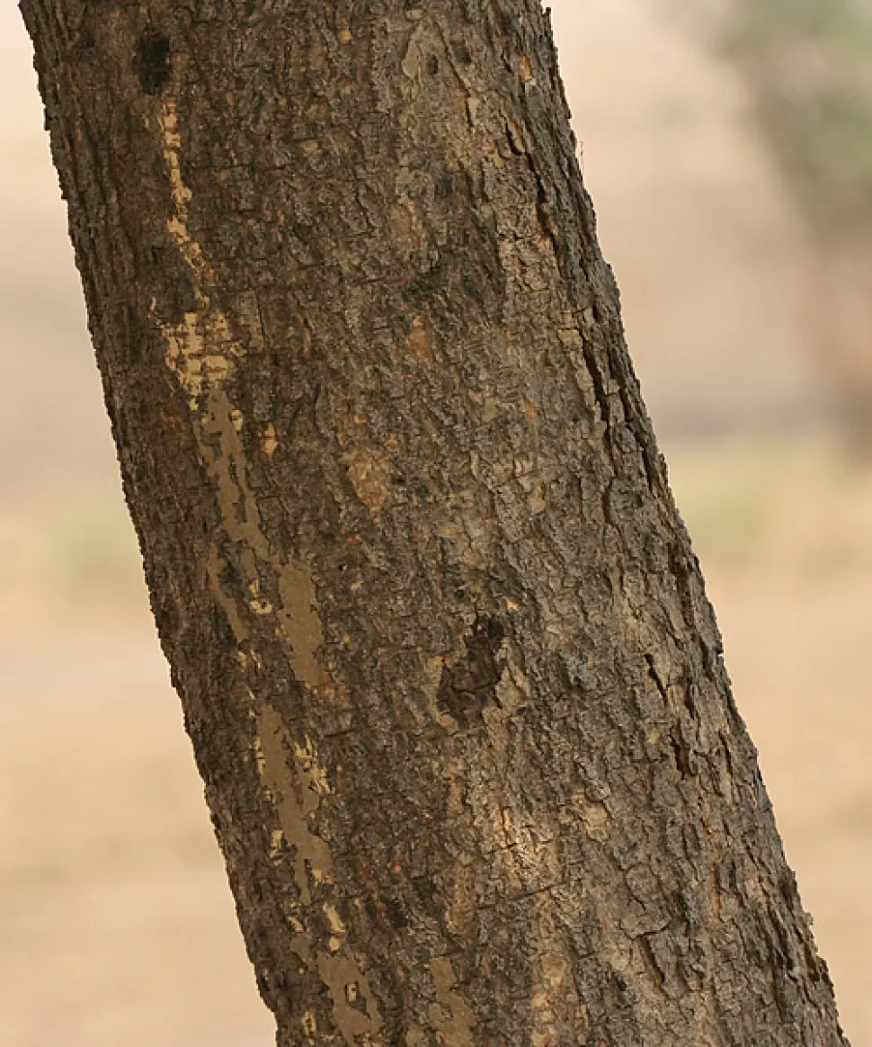 Stamm Albizia lebbeck