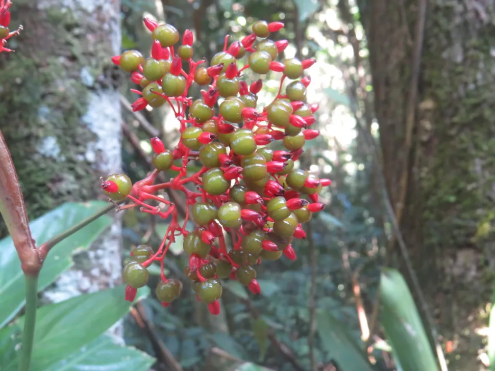 Beeren von Stromanthe sanguinea