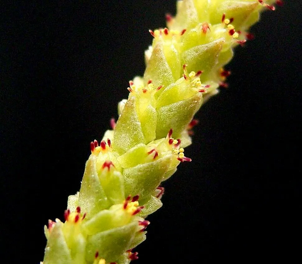 Blomst af Crassula muscosa