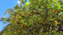 Folhas e frutos de Citrus aurantiifolia